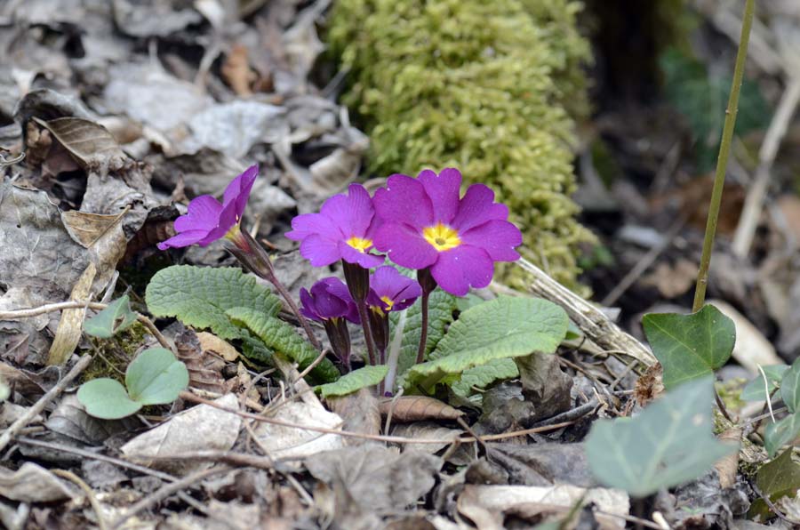 Nel bosco, primula colorata